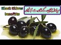 Black olives benefits   siyaah zaitoon k fawaid faydezaitoon olive olive