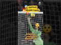 تسديدة صاروخية اذهلت الحارس وكسرت العارضة Football أهداف كرة القدم Premierleague Goal Shorts 