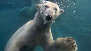 Polar Bears Play in Snow and Hunt Fish at the San Diego Zoo