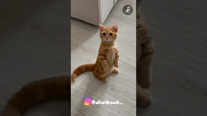 Watch the video about Munchkin #cat #catlovers #catbreeds #breeds #shorts #shortsfeed #viral #munchkin #cute