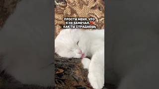 Ушные капли Harly. Артикул- #WW136726 - копируй и вставляй на WB.   #кошки #ушныекапли #ушнойклещ