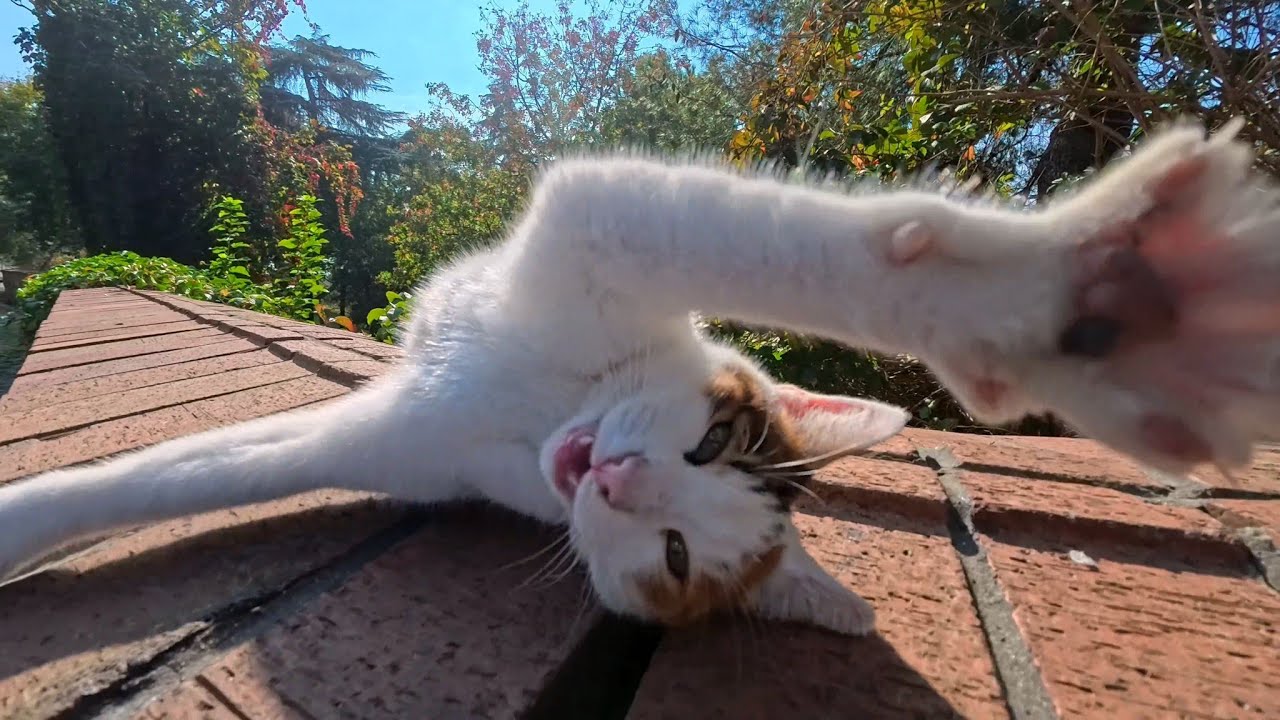 Looks Cute but Gets Angry!? A “Woof-Woof” Meowing Cat 😂🐱 - YouTube