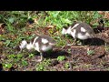 Egyptian geese  goslings