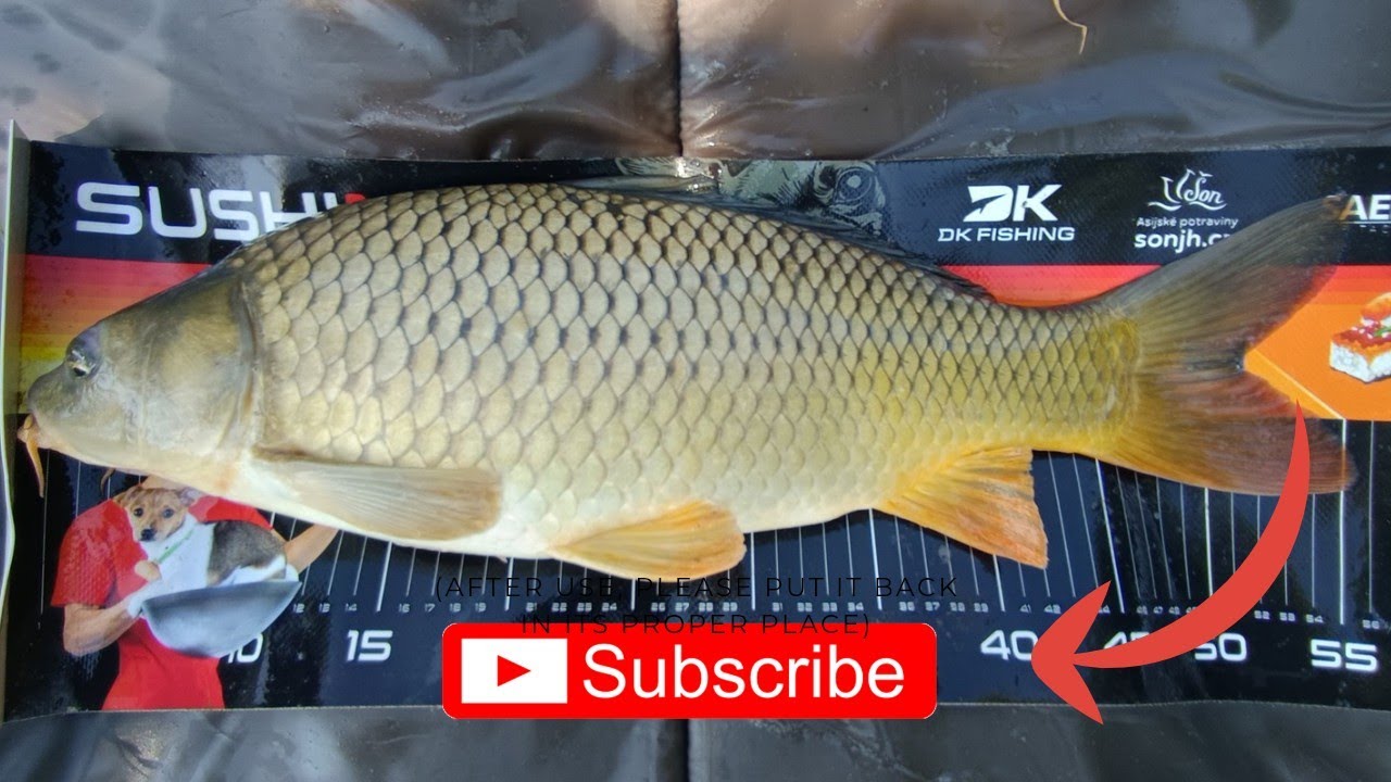 Lov kaprů a línů na boilies od @Carp_Arts  na svazovce!