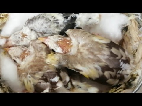 هل تزاوج الاخوة والأقارب عند الكناري والحسون وباقي الطيور هل مسموح به ام لا