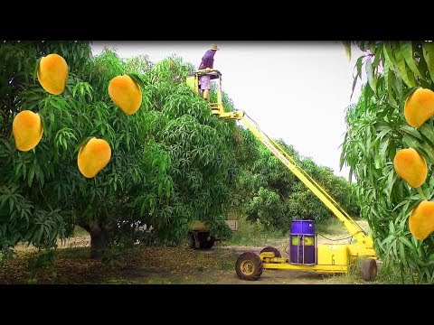 Mango Harvesting Machine - How to Mango Picking - Mango Farm Agriculture Technology