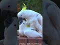 Sweet and Funny Cockatoo Love - Short