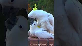 Sweet and Funny Cockatoo Love - Short