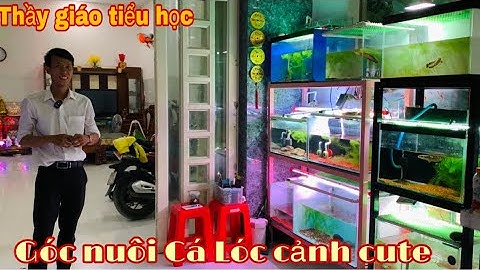 Thầy giáo tiểu học và góc nuôi Cá Lóc Cảnh siêu dể thương - Thái Salem vê lốc