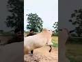 king is back ❤️🔥🔥 #2026 #2026 #cow #bull