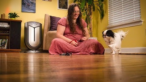 Teaching retrieve, check-in 6