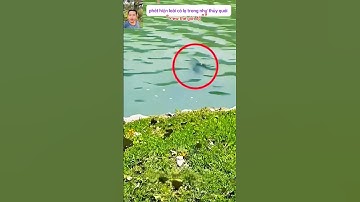 phát hiện một loài cá lạ trong như thủy quái #thegioidongvat #shortvideo #Anhuttv