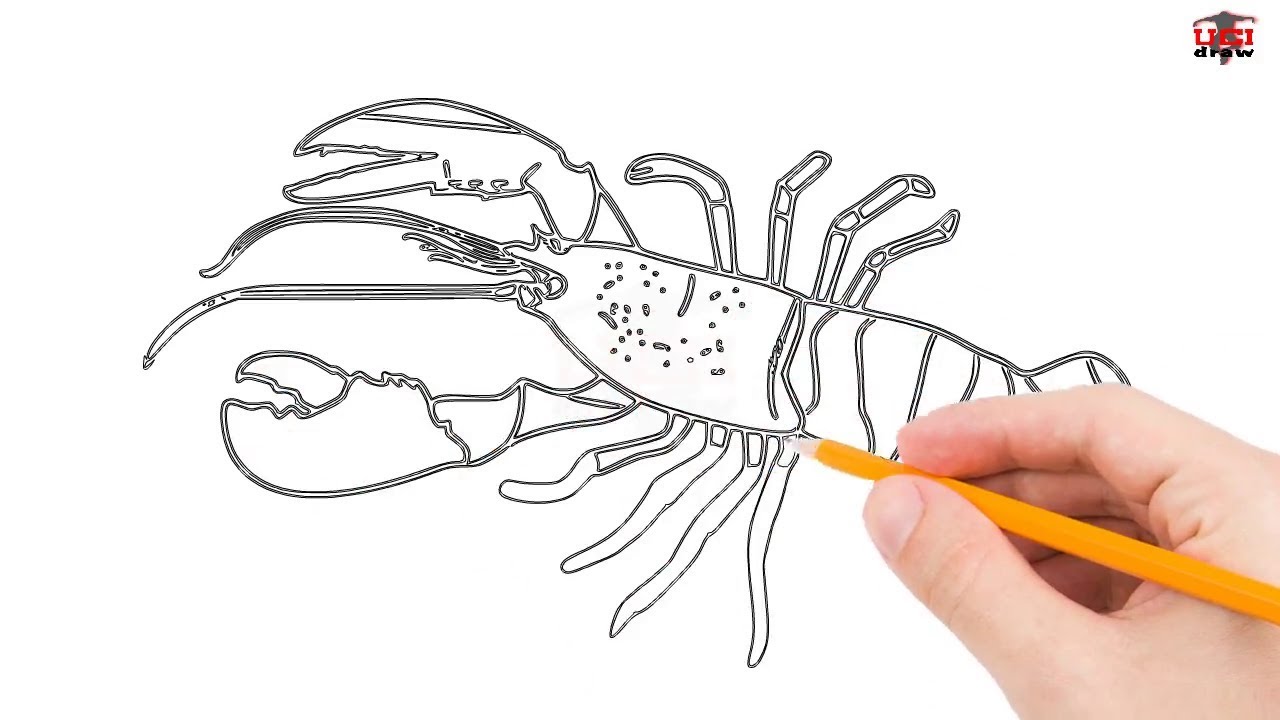 Lobster Drawing Easy | How to Draw a Lobster - YouTube
