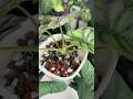 Using Pon mix for Alocasias