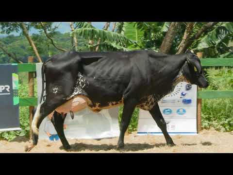 LOTE 14   FAZENDAS REUNIDAS FGS   2579CA