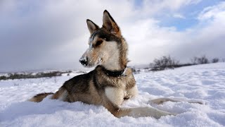 Gaia the Alaskan Husky