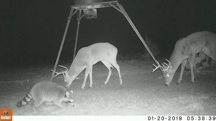 Texas Trail Cams -  Meteor Caught on Trail Cam @ Deer Feeder
