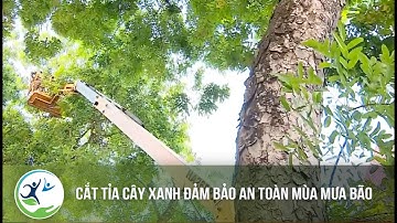 Cắt tỉa cây xanh đảm bảo an toàn mùa mưa bão