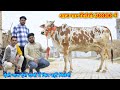 30000 से शुरू हैं आज के दाम। 14 गाय बिकाऊ। Low Price Cows Available for sale in Rajsthan