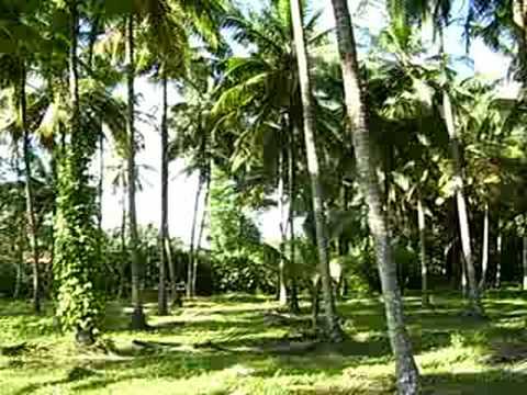 Scene of a coconut garden at Krishnapura, Surathkal,Dakshina Kannada district.