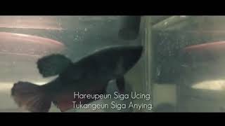 Download Lagu Asep ballon akan tah ku sia MP3 Download Lagu Asep ballon akan tah ku sia MP3
