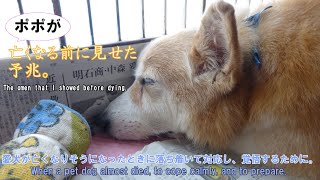 ポポが亡くなる前に見せた予兆。 The omen that a my dog showed it before passing away.