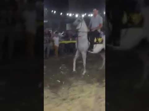 رقص خيل حنين بكرى جديد فى جديد 