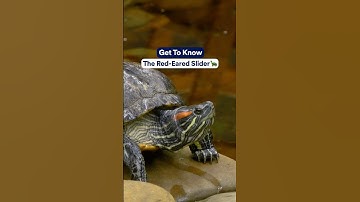 Get to Know: The Red-Eared Slider