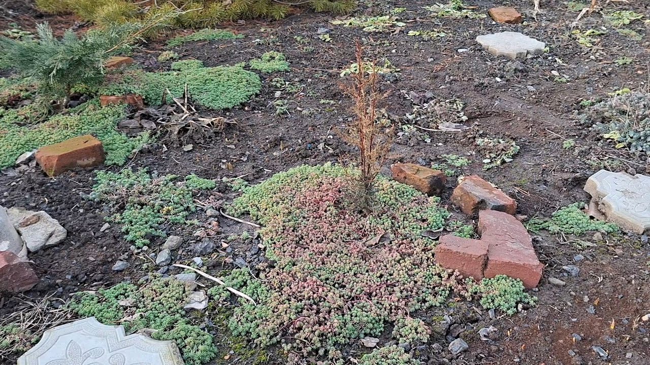 Кипарисы перезимовали нормально, 21 февраля 2026год