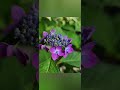 山紫陽花