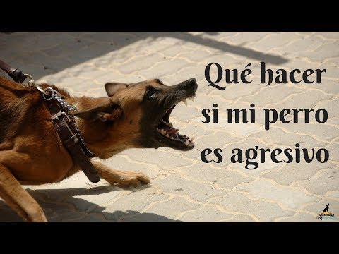 Video: Es hora de aceptar la verdad sobre los "perros agresivos"