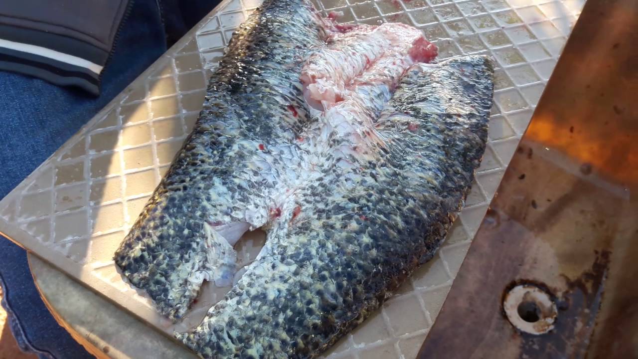 Filé de traíra para todas as idades