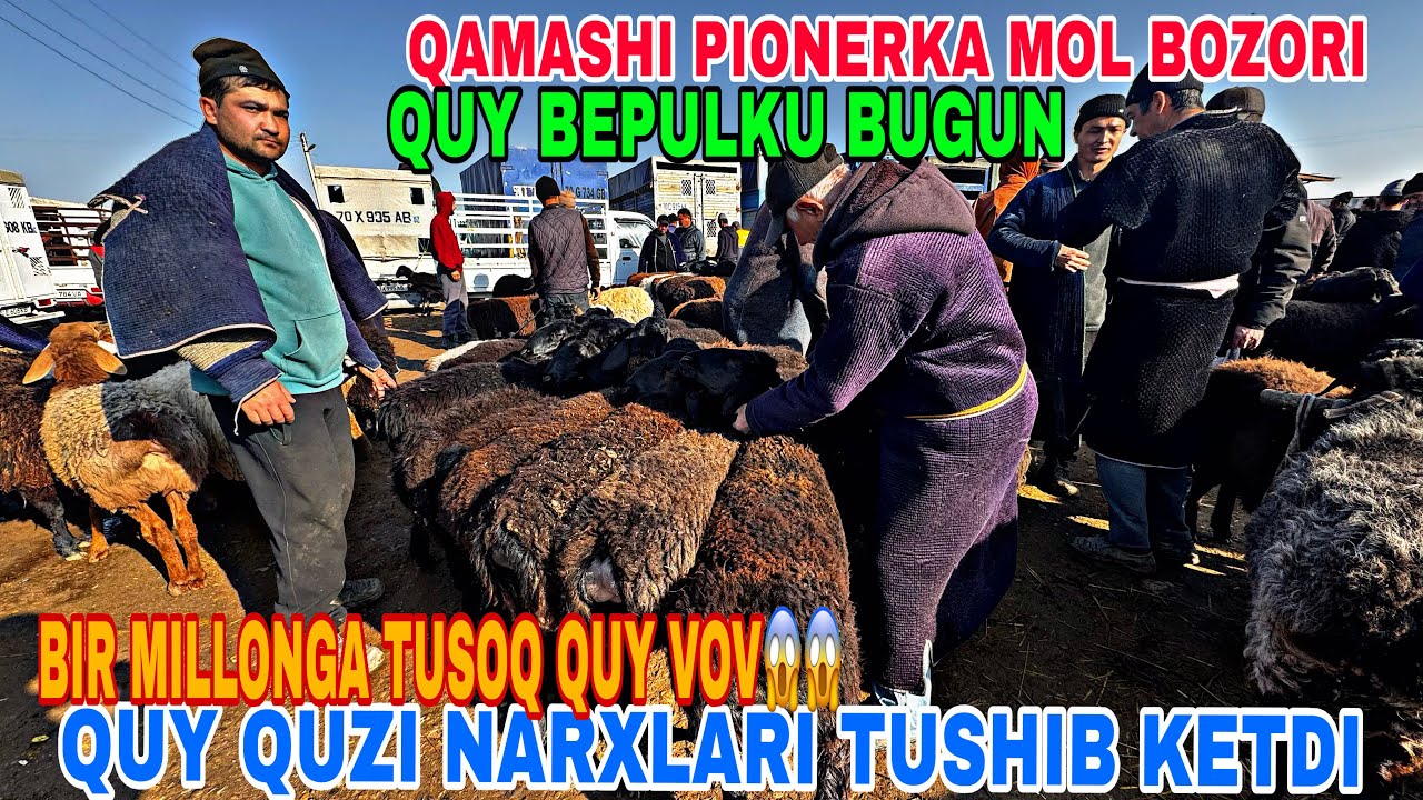 28-FEVRAL QAMASHI PIONERKA MOL BOZORIDAN  QUY QUZI NARXLARI 2026