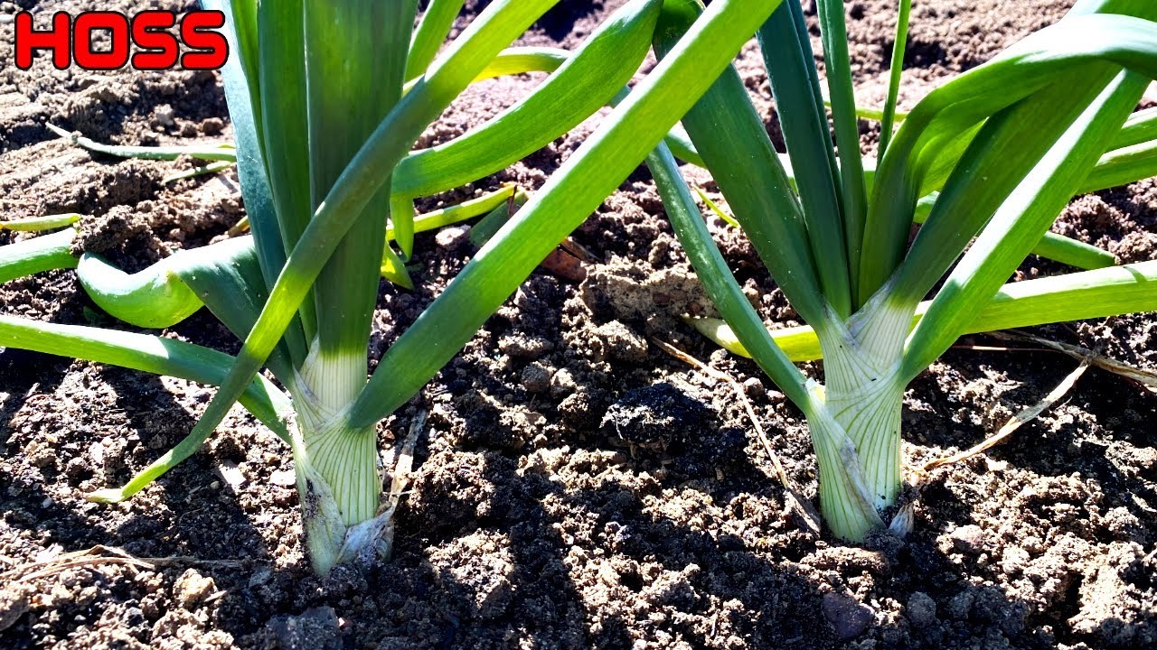 The SECRET SAUCE to GROWING BIG ONIONS! YouTube