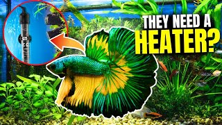 Do Bettas Need A Heater? YES! Here's Why...