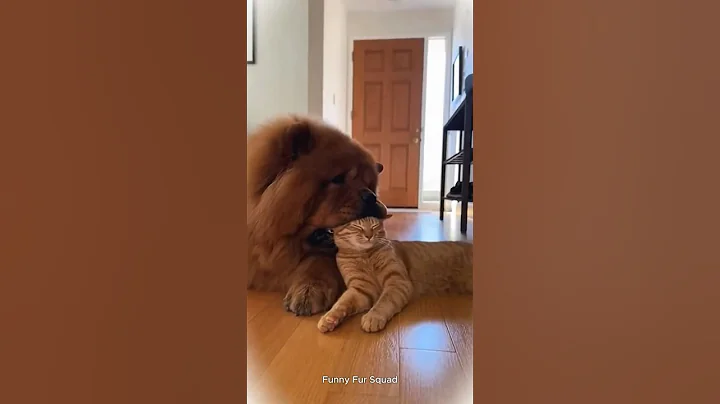 Video 11878481: funniest cats dogs