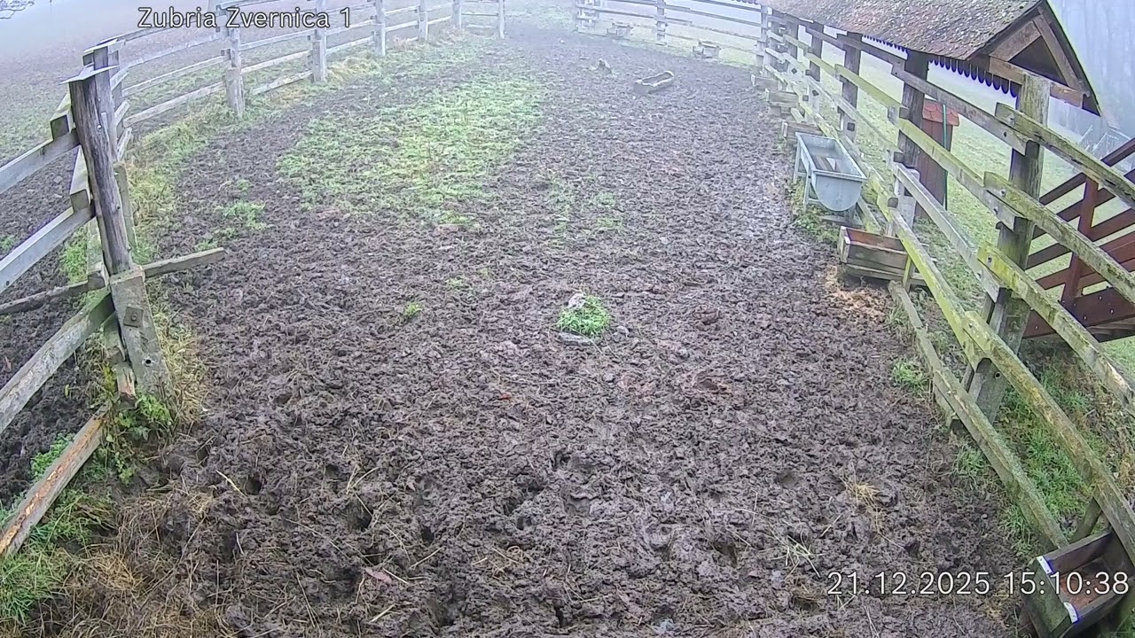 Zubria zvernica (cam212) 21.12.2025 o 