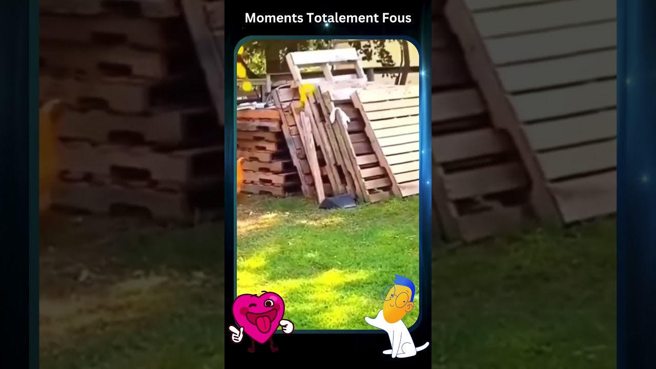 Fous rires, sc&egrave;nes impr&eacute;visibles, vid&eacute;os hilarantes, blagues folles 😂🔥 #FailsDr&ocirc;les #Vid&eacute;os #Rires