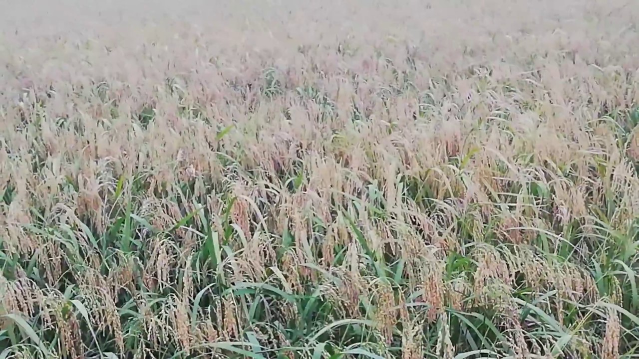 TUYỆT ĐẸP Cánh đồng lúa quê chín vàng sắp vào vụ gặt Sắc Màu Cuộc Sống TUYỆT ĐẸP Cánh đồng lúa quê chín vàng sắp vào vụ gặt Sắc Màu Cuộc Sống