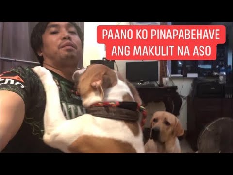 Video: Paano Turuan Ang Isang Aso Na Manatili Kahit Saan