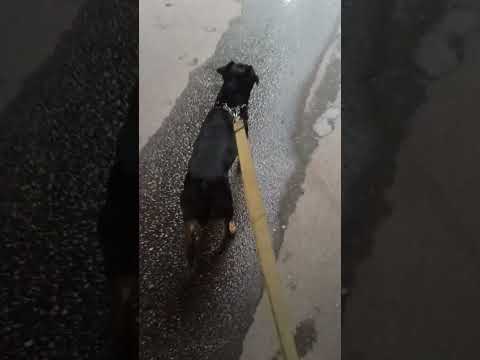природа #ягдтерьер #смешновидео #позитив #лучшее #шуточное #суперсобака #охота