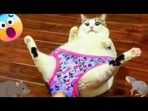 ANIMALS Funny MOMENTS