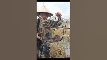 Thăm Lờ Cá Mùa Nước Nổi - Dính Cá Trê Lai Mương Ruộng #shorts #bắtCáTrêLai #cátrêlai