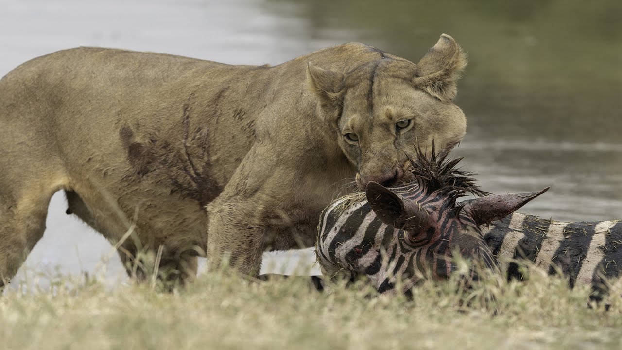 How Lion Attack Zebra Success YouTube