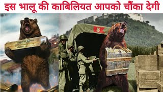 Amazing Soldier Bear Of World War ||