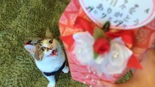 思い切って猫の骨壷を開けてみたら…【ムスビ4回目の命日】