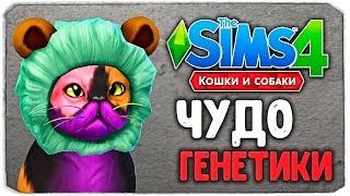 ЧУДО ГЕНЕТИКИ, САМАЯ СМЕШНАЯ КОШКА?  The Sims 4 'Кошки и Собаки'