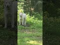 Big Ass DIRE WOLF Wannabe Lol Big Ass DIRE WOLF Wannabe Lol