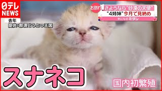 【猫】“砂漠の天使”スナネコの4姉妹  今月で見納め　那須