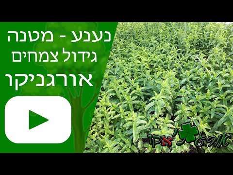 וִידֵאוֹ: גידול מנטה בבית